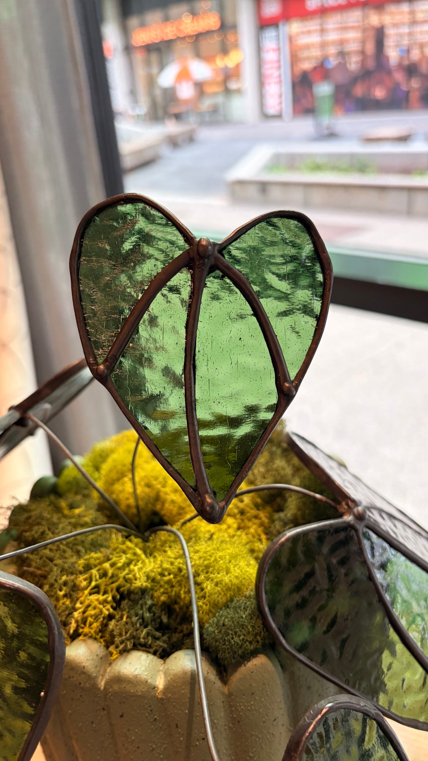 Alocasia Plant
