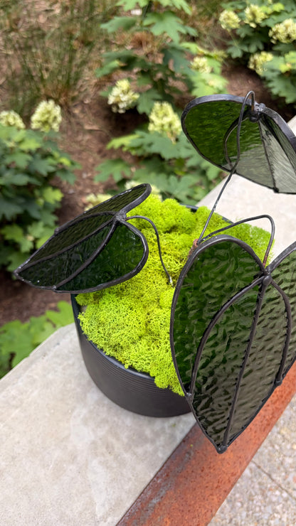 Alocasia Plant