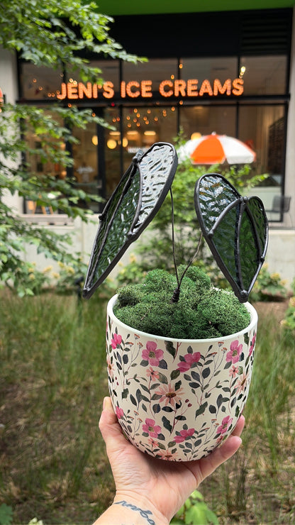 Alocasia Plant