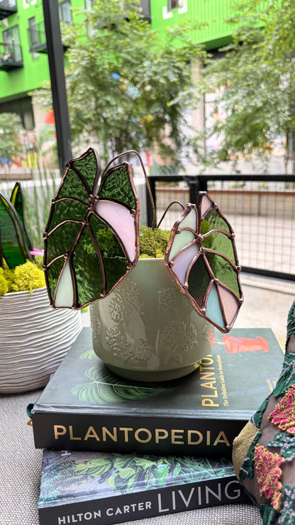 Pink Velvet Alocasia
