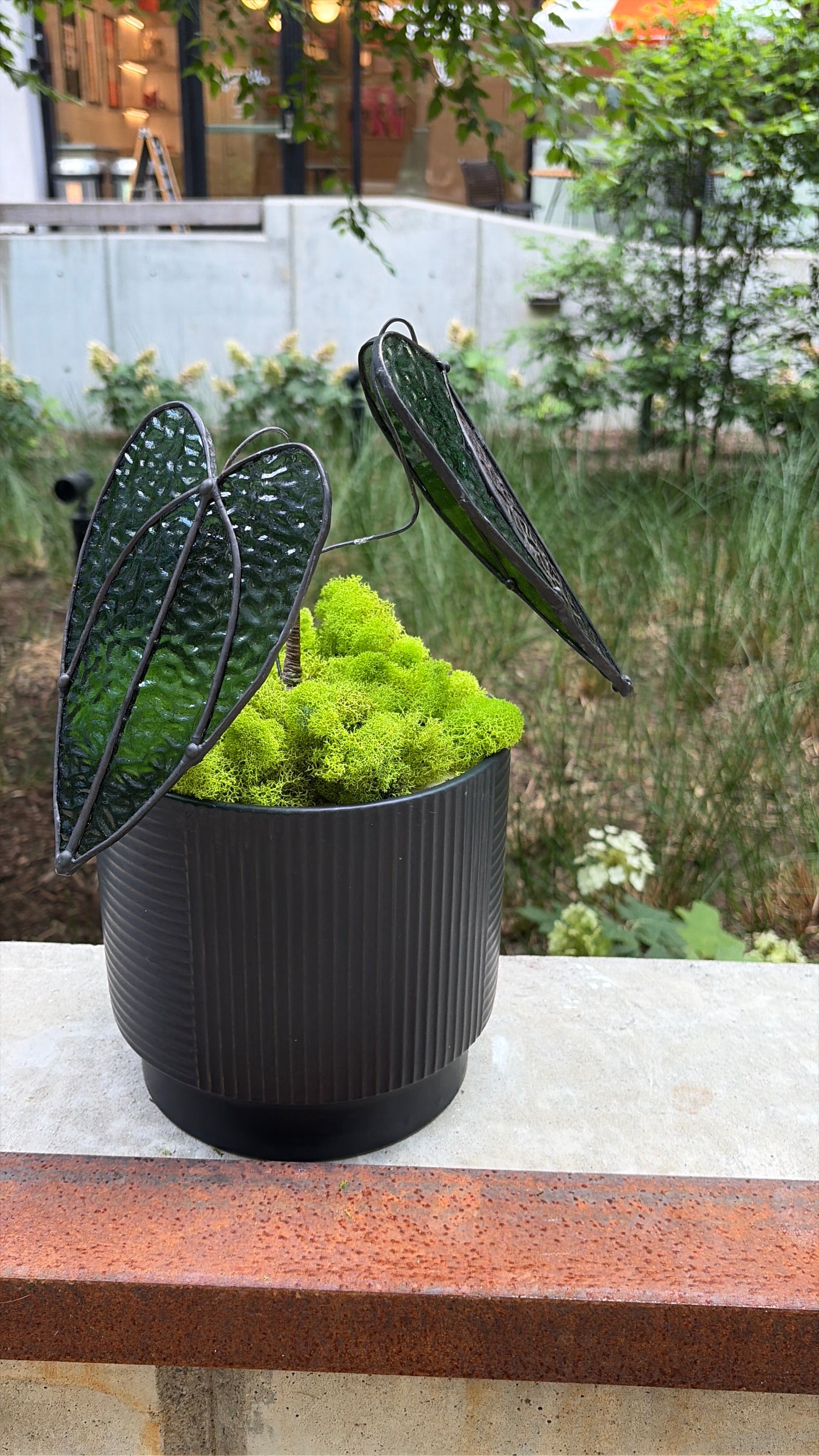 Alocasia Plant