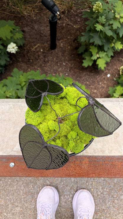 Alocasia Plant