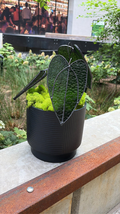 Alocasia Plant