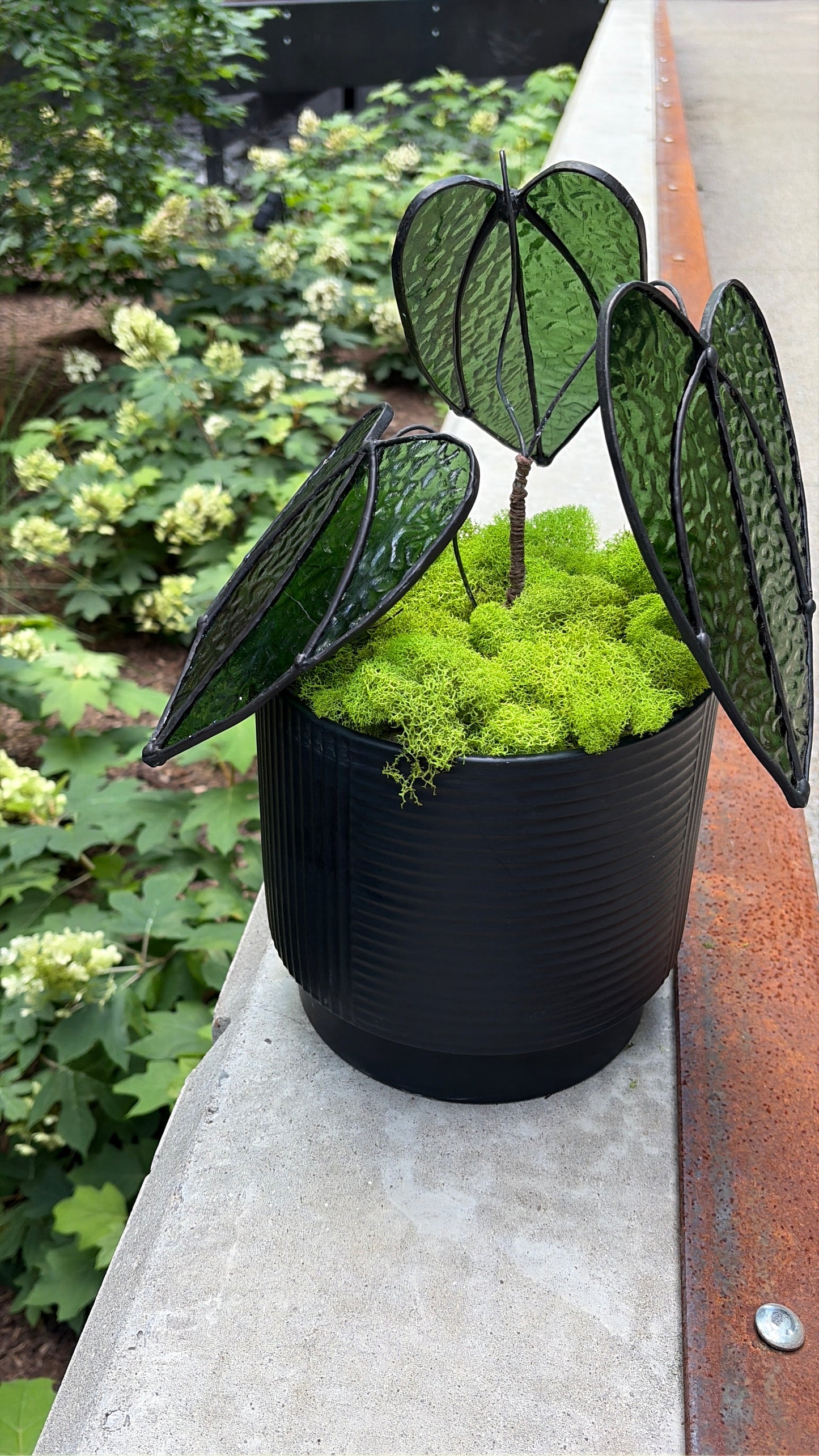 Alocasia Plant