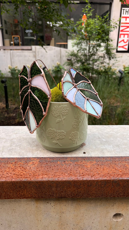 Pink Velvet Alocasia