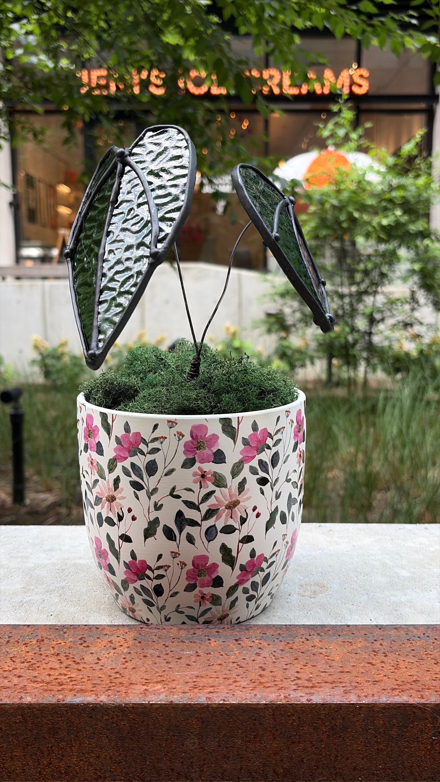 Alocasia Plant