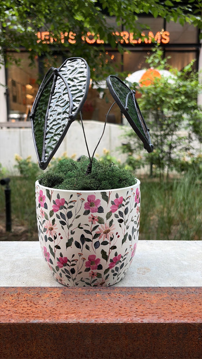 Alocasia Plant