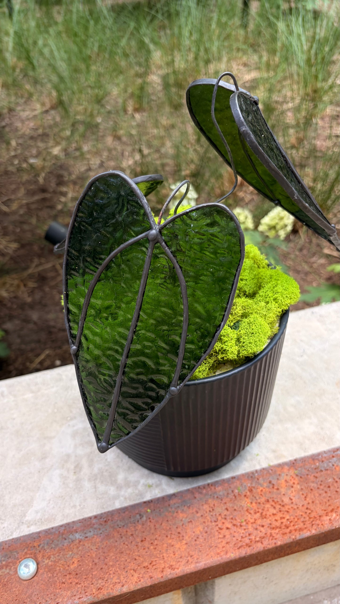 Alocasia Plant
