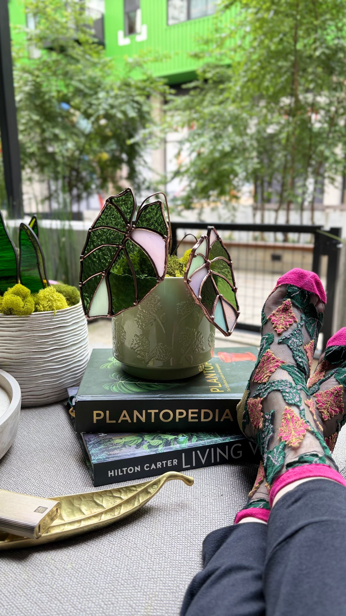 Pink Velvet Alocasia