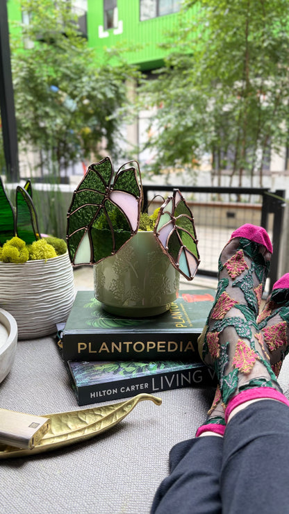 Pink Velvet Alocasia