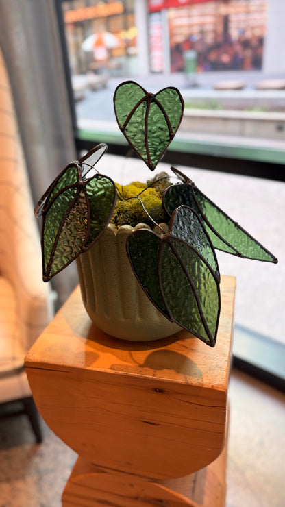 Alocasia Plant