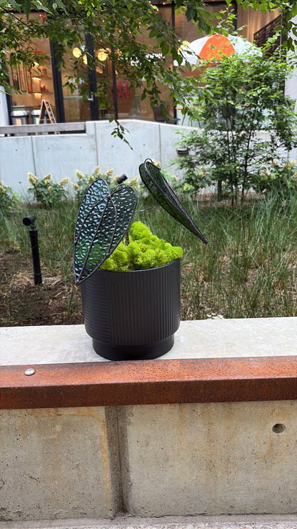Alocasia Plant