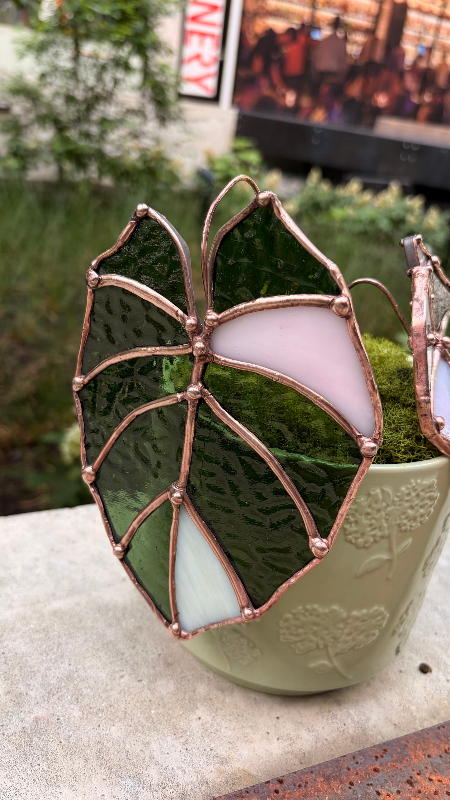 Pink Velvet Alocasia