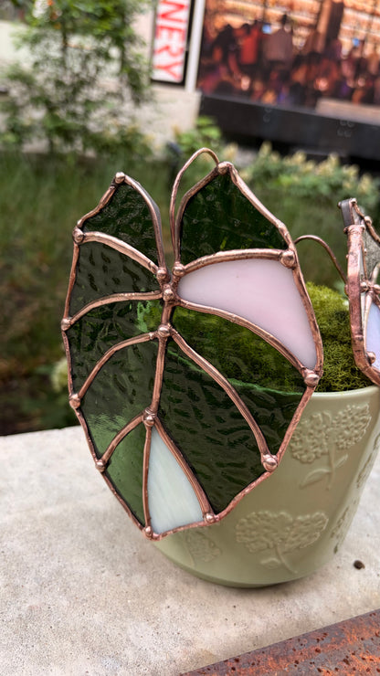 Pink Velvet Alocasia