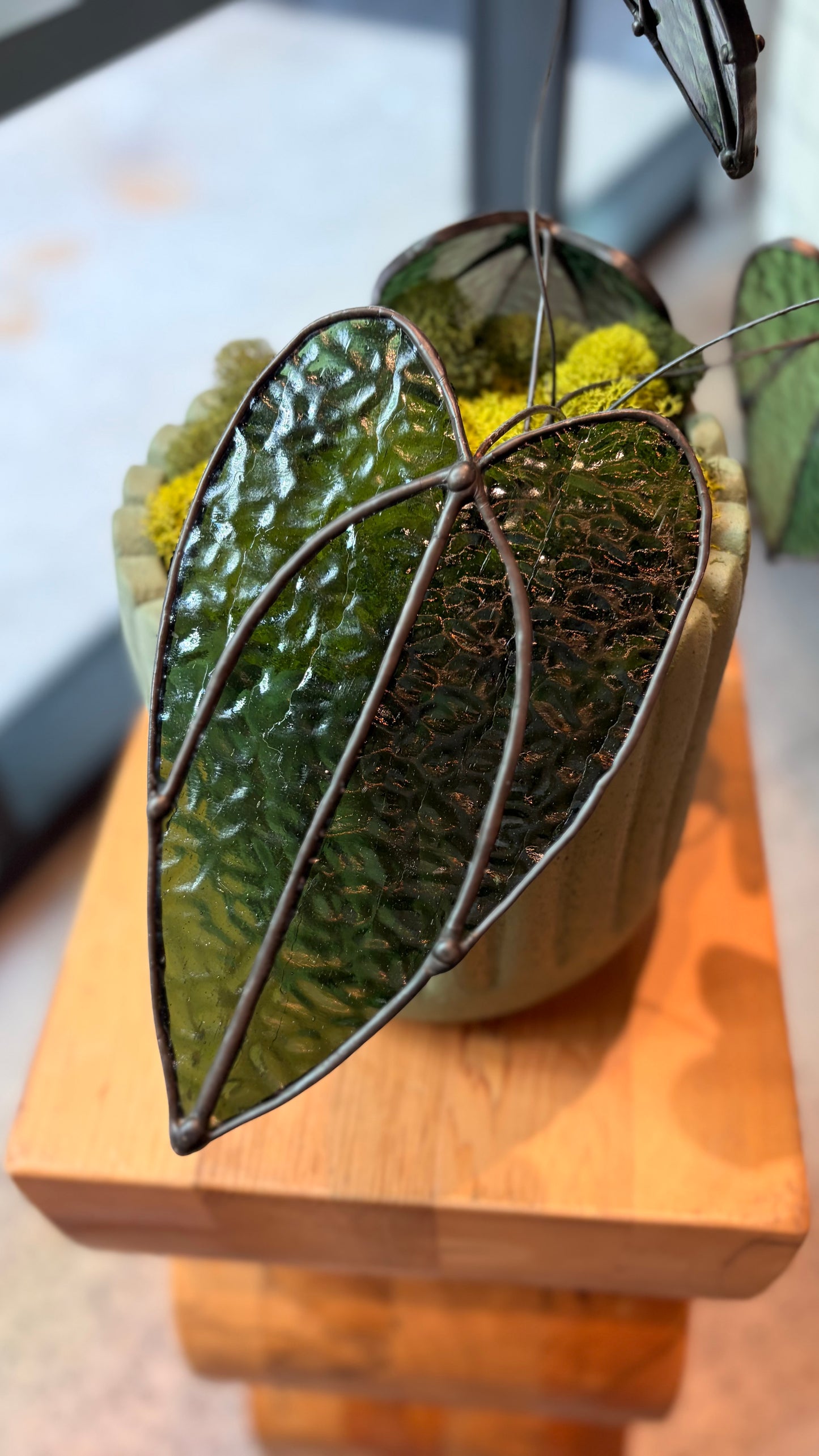 Alocasia Plant