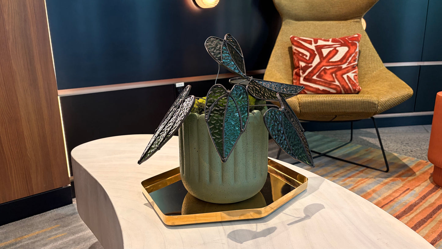 Alocasia Plant