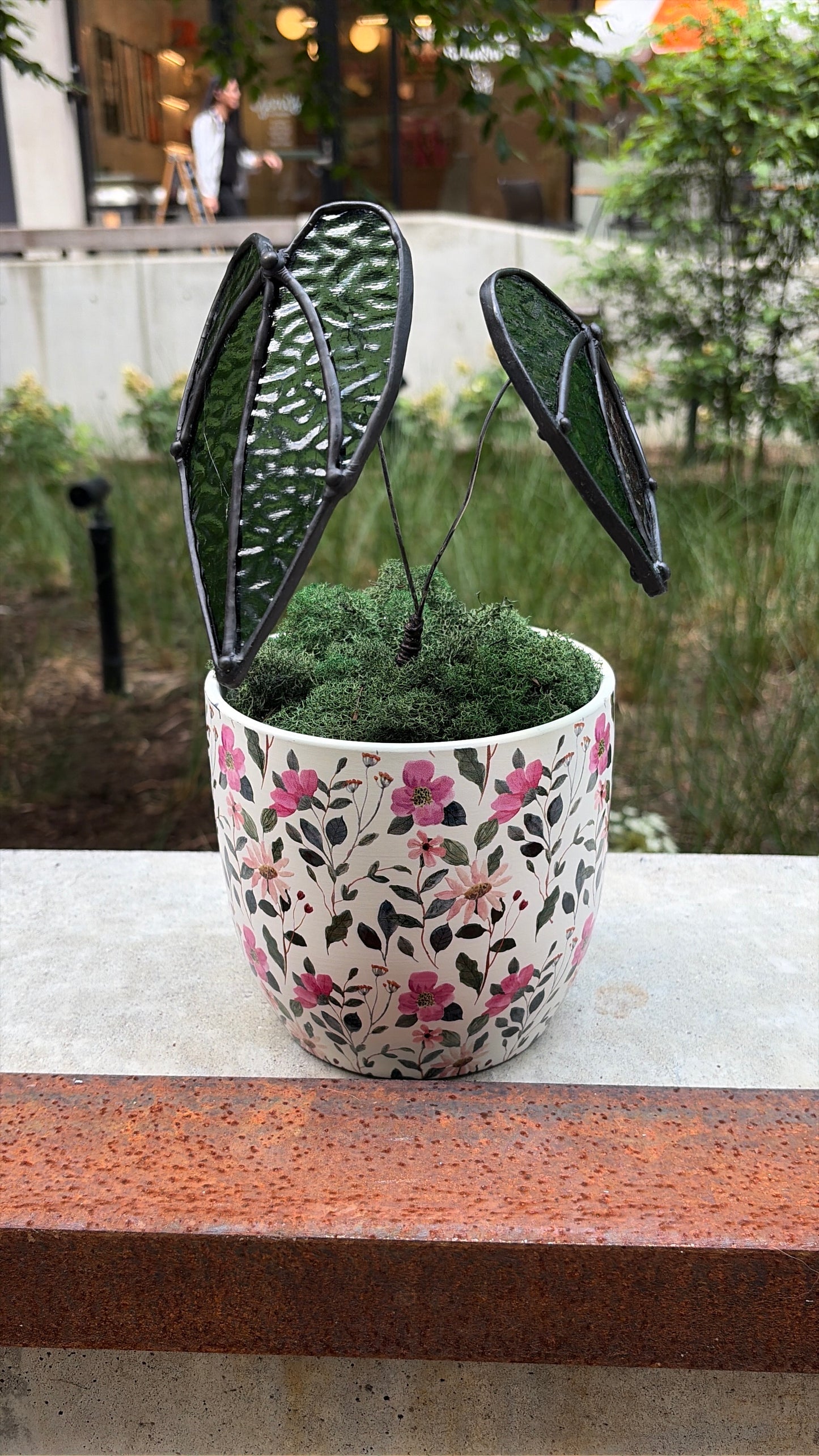 Alocasia Plant