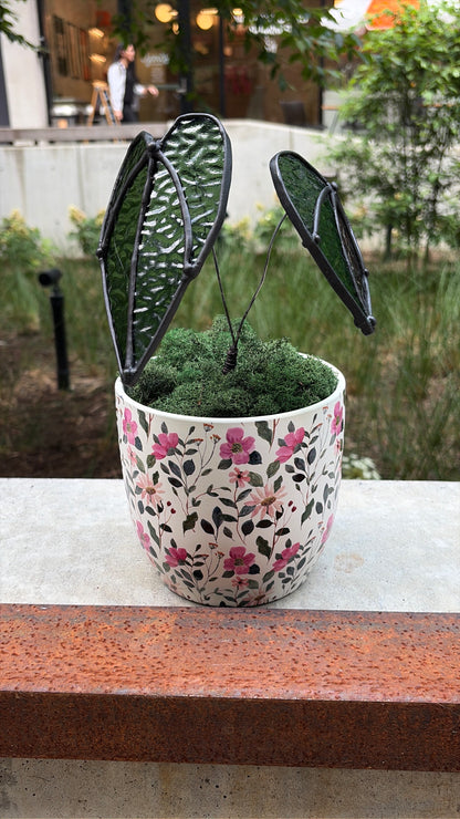 Alocasia Plant