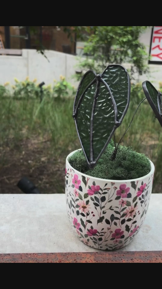 Alocasia Plant