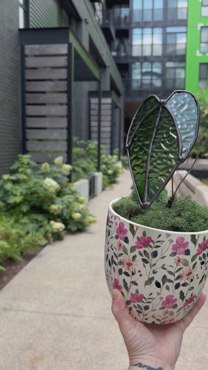 Alocasia Plant