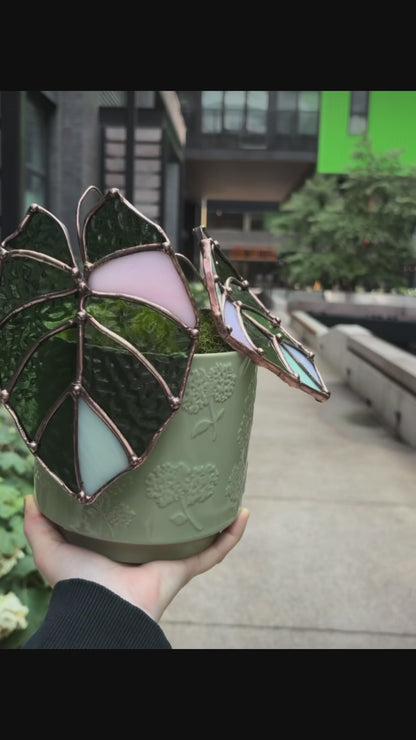 Pink Velvet Alocasia