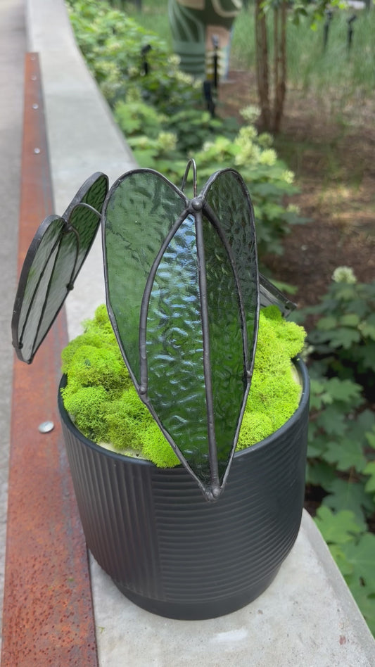 Alocasia Plant
